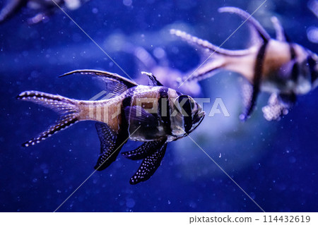 macro fish Pterapogon kauderni (Apogonidae) 114432619