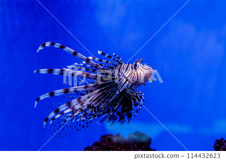 Fish Lionfish - Zebra, Pterois volitans 114432623