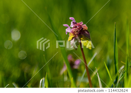 Beautiful spring wildflowers macro 114432624