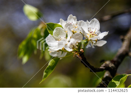 Beautiful spring blossoming tree branches with white flowers macro 114432625