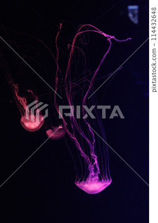 macro of a beautiful jellyfish chrysaora quinquecirrha macro of a beautiful jellyfish chrysaora quinquecirrha 114432648