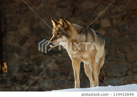 beautiful wolf on a snowy road beautiful wolf on a snowy road 114432649