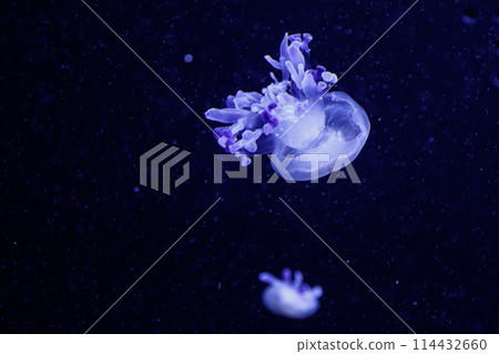 macro of a beautiful jellyfish rhizostoma luteum macro of a beautiful jellyfish rhizostoma luteum 114432660