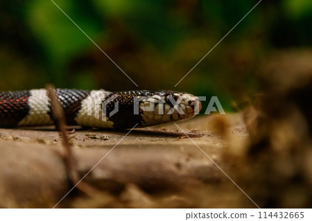 snake lampropeltis getula californiae 114432665