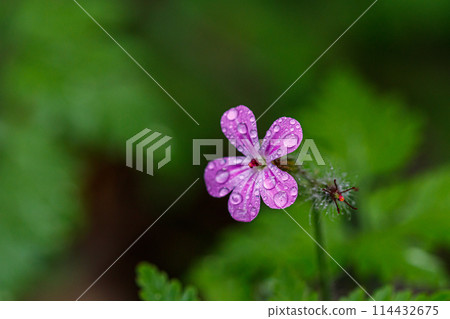 Beautiful spring flowering meadow of fresh flowers Beautiful spring flowering meadow of fresh flowers 114432675