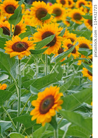 Field of sunflowers with the bright sunlight. Sunflower photos on the rear. Sunflowers are the flowers like sunny Field of sunflowers with the bright sunlight. Sunflower photos on the rear. Sunflowers are the flowers like sunny 114432725