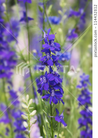 春天五月田裡盛開的紫色粳稻花 114432812