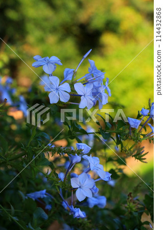 Sky blue plumbago Sky blue plumbago 114432868