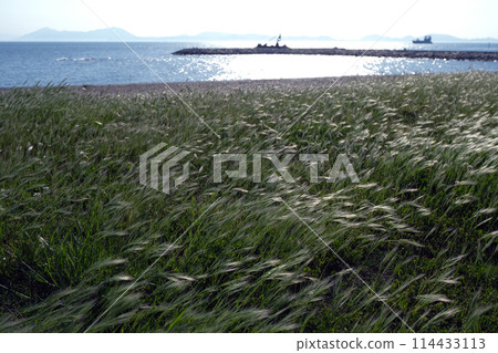 山陽小野田市 - 吹著海風的基拉拉海灘的景色 山陽小野田市 - 吹著海風的基拉拉海灘的景色 114433113
