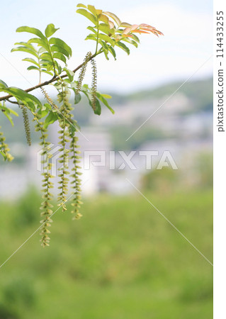 河岸上的澤古魯米花 河岸上的澤古魯米花 114433255