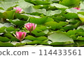 厚真町大沼的睡蓮花 114433561