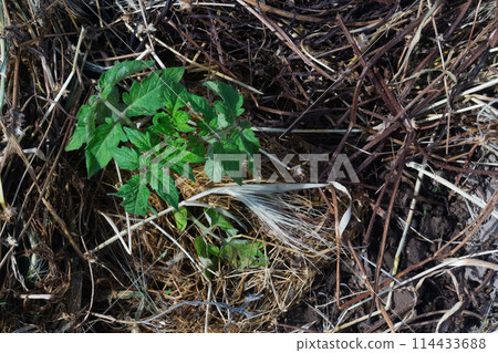 Tomato seedlings on mulched soil close-up, top view. Mulch as an excellent method of cultivation, farming, gardening, vegetable growing 114433688