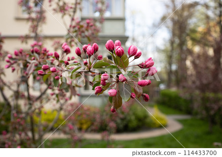 Unopened buds of pink tree in spring Unopened buds of pink tree in spring 114433700