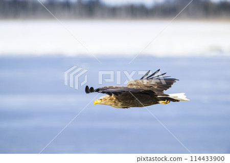 White-tailed eagle 114433900