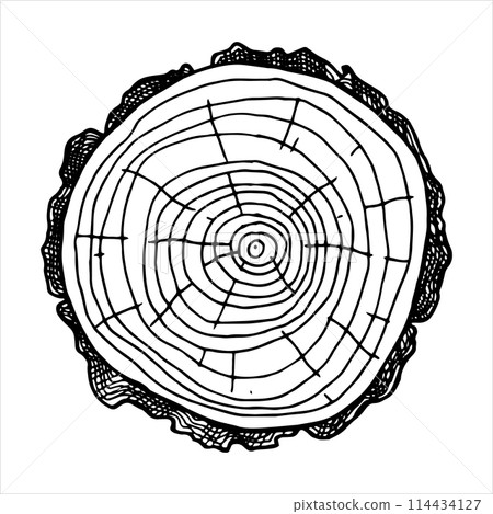 round cut of wood. vector line drawing. 114434127