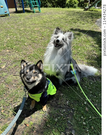 Sitting Sheltie and Mameshiba Sitting Sheltie and Mameshiba 114434278