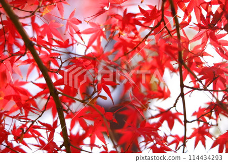 A bright red maple A bright red maple 114434293