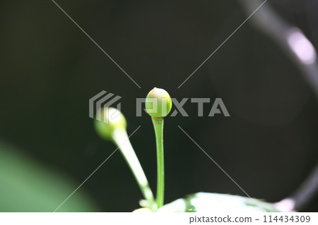 花落後的櫻花 114434309