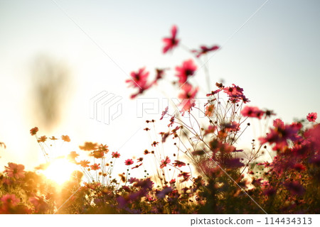 Cosmos illuminated by the sunset Cosmos illuminated by the sunset 114434313