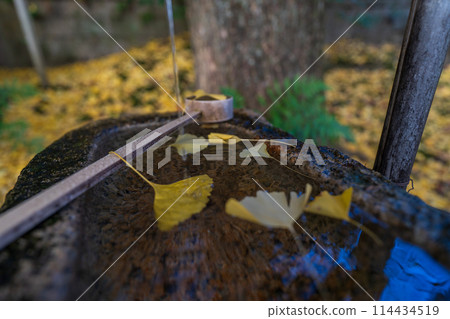 Photographing yellow ginkgo biloba in late autumn at Takara Shrine in Yawata City, Kyoto Prefecture Photographing yellow ginkgo biloba in late autumn at Takara Shrine in Yawata City, Kyoto Prefecture 114434519