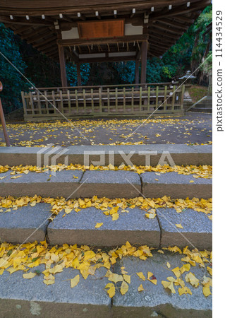 在京都府八幡市寶神社拍攝深秋的黃色銀杏 114434529