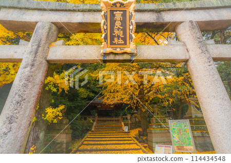 在京都府八幡市寶神社拍攝深秋的黃色銀杏 114434548