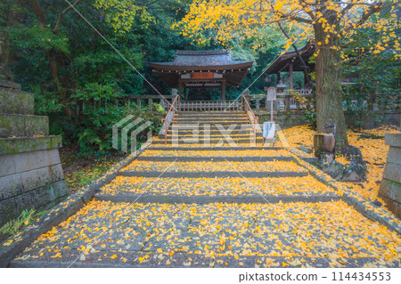 在京都府八幡市寶神社拍攝深秋的黃色銀杏 114434553