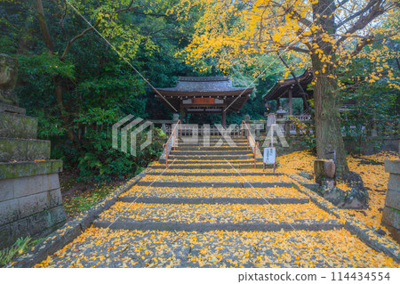 在京都府八幡市寶神社拍攝深秋的黃色銀杏 114434554