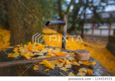 在京都府八幡市寶神社拍攝深秋的黃色銀杏 114434555