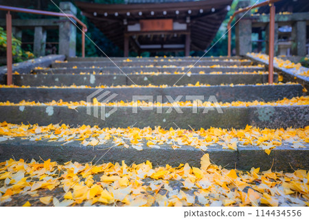在京都府八幡市寶神社拍攝深秋的黃色銀杏 在京都府八幡市寶神社拍攝深秋的黃色銀杏 114434556