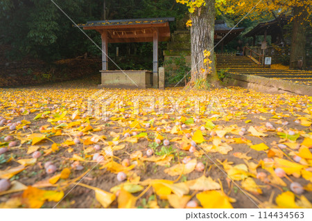 在京都府八幡市寶神社拍攝深秋的黃色銀杏 114434563