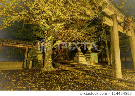 在京都府八幡市寶神社拍攝深秋的黃色銀杏 114434593