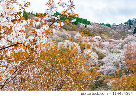 奈良縣吉野町吉野山櫻花盛開 114434594