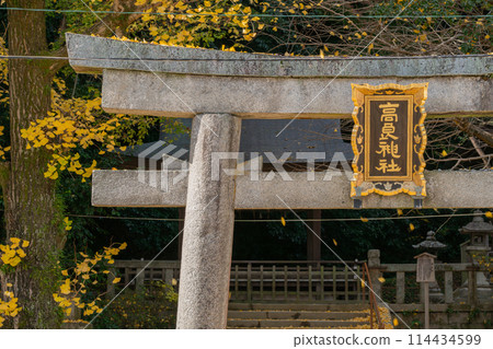 Photographing yellow ginkgo biloba in late autumn at Takara Shrine in Yawata City, Kyoto Prefecture Photographing yellow ginkgo biloba in late autumn at Takara Shrine in Yawata City, Kyoto Prefecture 114434599