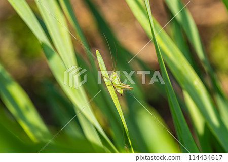 Grasshopper larva 114434617