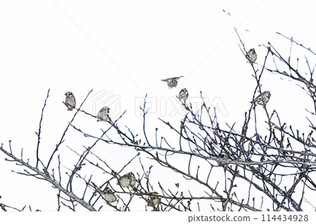Sparrows perched on a branch Sparrows perched on a branch 114434928
