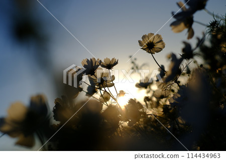 被落日照亮的秋天櫻花 114434963