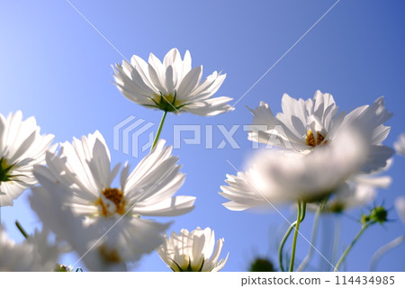 White cosmos White cosmos 114434985