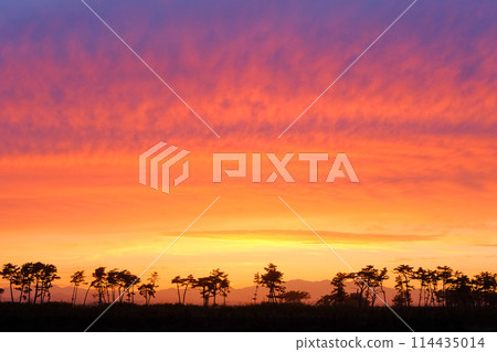 天空和松樹被夕陽染紅 114435014