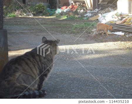 Animal photo: Stray cat, 3 seconds before the start of the battle Animal photo: Stray cat, 3 seconds before the start of the battle 114435210