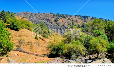 Uzbekistan foothills of the Pamirs. Bushes and plants growing among the rocks. AI-generated item 114435266