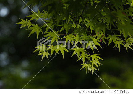 Fresh green in the precincts Fresh green in the precincts 114435492