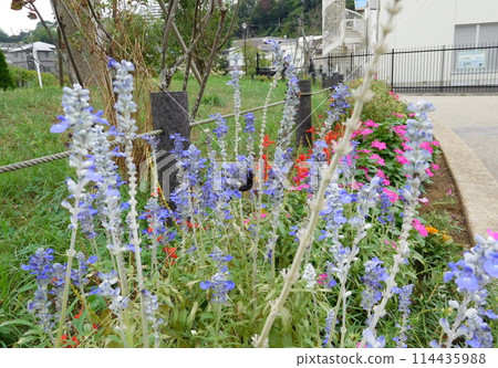 Black bear and blue salvia Black bear and blue salvia 114435988