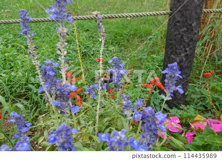 Black bear and blue salvia Black bear and blue salvia 114435989