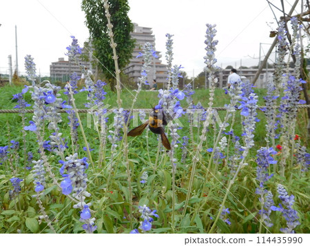 Black bear and blue salvia 114435990