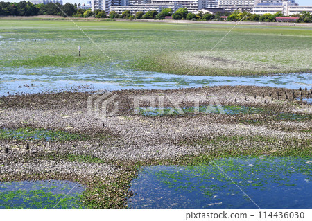 Yatsu潮灘（千葉縣習誌野市） 114436030