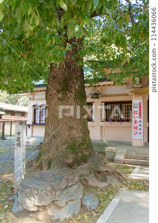Lucky camphor tree and Haori Shrine [Masumida Shrine] 114436066