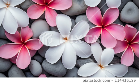 Pink and white plumeria flowers on a bed of gray pebbles 114436159