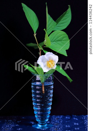 White summer camellia in a vase White summer camellia in a vase 114436242