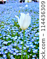 鬱金香周圍盛開的 Nemophila 114436309